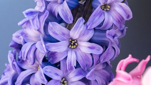 Hyacinth Closeup by Samantha Schoenmakers