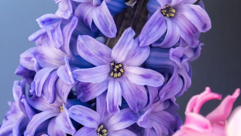 Hyacint Closeup van Samantha Schoenmakers
