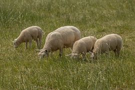 Sheep eating in the meadow