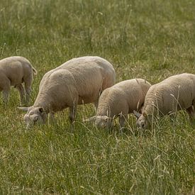 Sheep eating in the meadow by Tanja van Beuningen