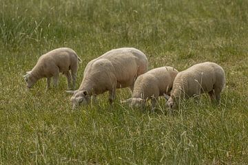 Schafe beim Fressen auf der Wiese