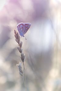 Schmetterling von Judith Veenstra