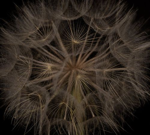 Eingezogener Löwenzahn