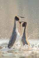 De pinguïndans als baltsritueel bij de futen.