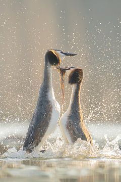 Der Pinguintanz als Balzritual unter Haubentauchern. von Ronny De Groote