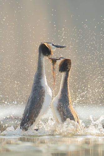 La danse du pingouin comme parade nuptiale chez les grèbes.