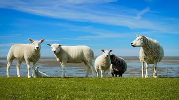 Schafe auf dem Deich am Wattenmeer