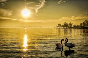 Schwäne im Bodensee