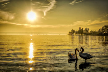 Schwäne im Bodensee