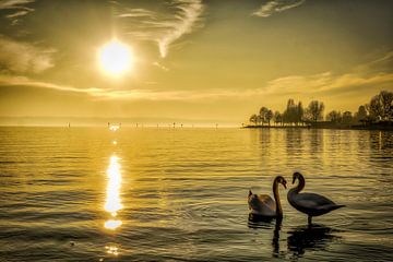 Zwanen in het Bodenmeer van Dieter Walther