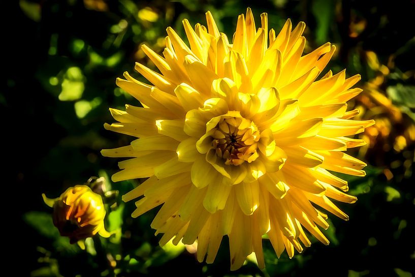 Flowering Dahlia by Dieter Walther