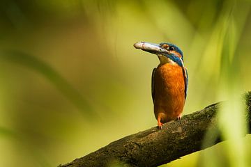 Kingfisher by HJ de Ruijter