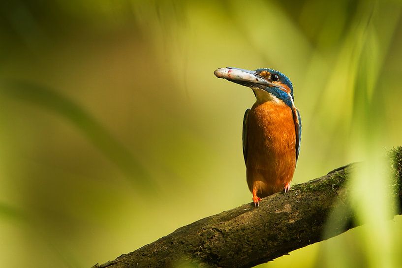 Eisvogel von HJ de Ruijter