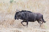 Wildebeest