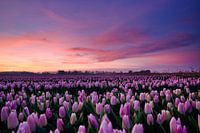 Beautiful sunset over tulip field