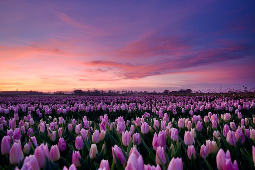 Beautiful sunset over tulip field by Laura Krol