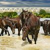 Paarden in het water sur Marco Herman