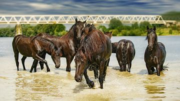 Paarden in het water