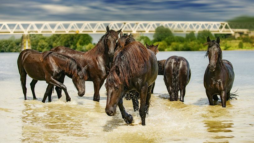 Paarden in het water van Marco Herman Photography