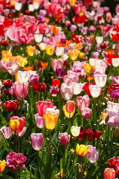 Bunt blühendeTulpen (Tulipa), Blumenbeet, Deutschland von Torsten Krüger