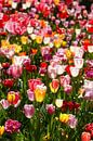 Bunt blühendeTulpen (Tulipa), Blumenbeet, Deutschland von Torsten Krüger Miniaturansicht