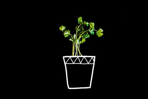 Coriander in pot