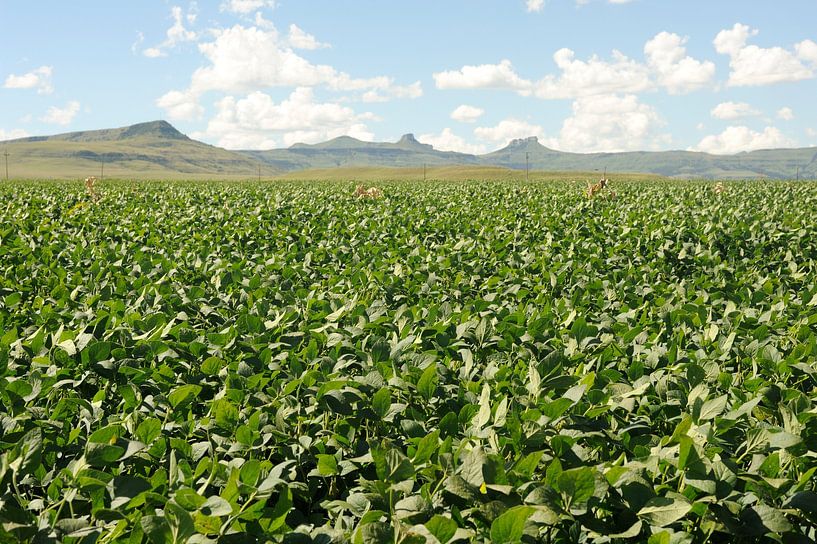 Sojabohnen Südafrika von Richard Wareham