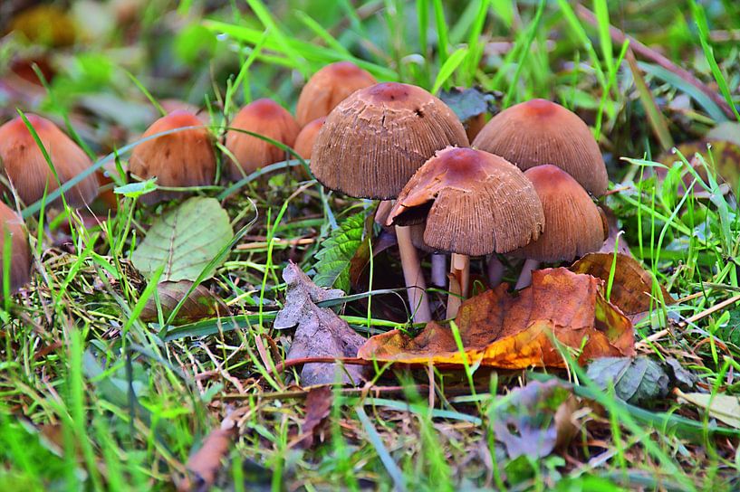 Famille de champignons par Edgar Schermaul