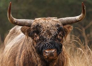 Schottischer Highlander-Stier