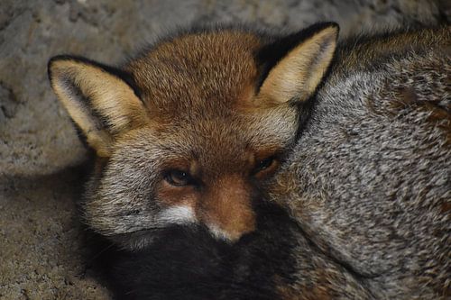 The Red Fox