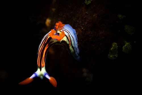 Zeeslak @ Komodo, Indonesie