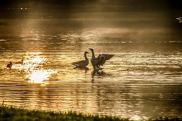 Geese in the evening sun by Karlo Bolder