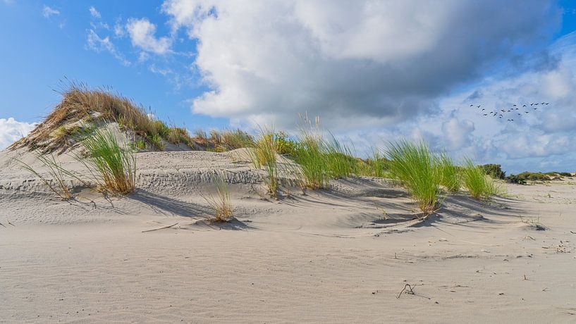 young dunes with marram grass Ouddorp by eric van der eijk