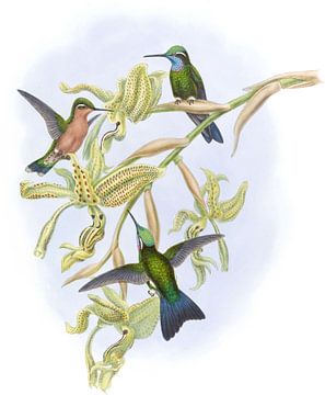 Purple-Throated kolibrie, John Gould van Hummingbirds