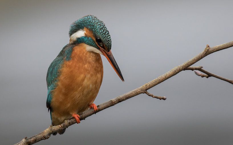 IJsvogel zittend op een tak by Michel de Beer