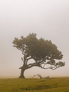 Right Wing Tree
