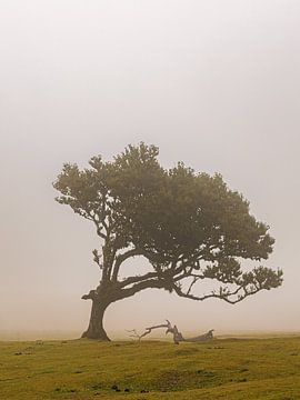 Arbre à aile droite sur Michael Schulz-Dostal