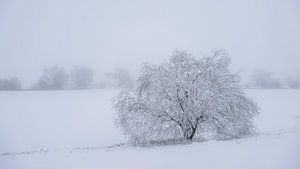 Frost tree by Steffen Henze