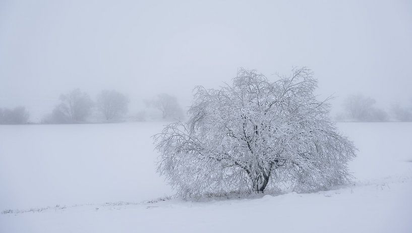 Frostbaum von Steffen Henze