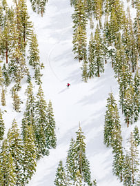 Forest Ski von Gal Design