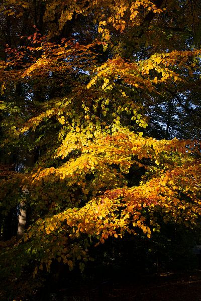 L'automne à Amsterdamse Bos par Johan Zwarthoed