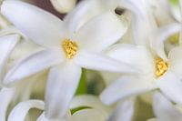 Witte lelies bloem