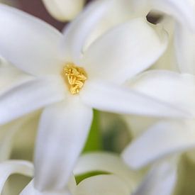 Witte lelies bloem van Sylka Mannaert