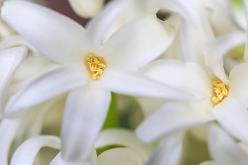 Witte lelies bloem by Sylka Mannaert