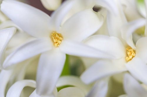 Witte lelies bloem van Sylka Mannaert