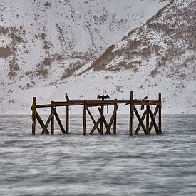 Aalscholvers op oude pier op Godøy, Ålesund, Noorwegen van qtx