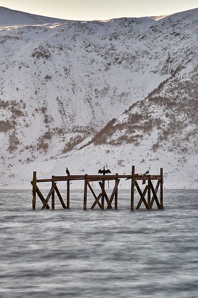 Cormorants on old pier on Godøy, Ålesund, Norway by qtx