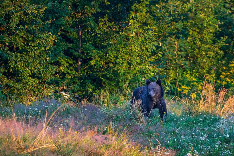 Bär in den Karpaten von Antwan Janssen