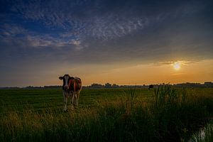 Zonsondergang in het weiland