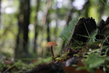 klein paddenstoeltje van Angelique Nijssen